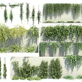 Different Types of Green Vines Growing on Wall and Hanging Decorative Plants