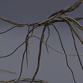 Wiry Twisted Vines Showcasing Natural Curved Lines And Spiral Growth Patterns