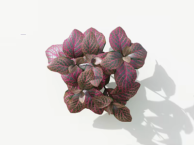 Potted Purple And Pink Foliage Plant With Reticulated Veins On White Background 3d model