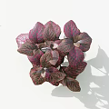 Potted Purple And Pink Foliage Plant With Reticulated Veins On White Background
