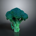 Fresh Green Broccoli Head as Healthy Nutritious Vegetable for Daily Meals