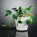 Leafy Green Houseplant In White Pot With Trailing Vines Indoor Display Setting