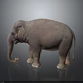 Detailed 3D Rendered Elephant Standing on Black Background with Reflective Surface Effect