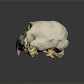 Animal Bird Skull With White Bone Dark Beak And Reflection On Gray Background