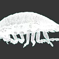 Giant Isopod Marine Creature With Armored Exoskeleton Segmented Body And Multiple Legs