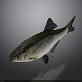 Whole Fresh Silver Fish With Black Fins On Dark Reflective Background