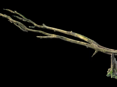 Natural Organic Stone Wood Branches With Green Moss On Black Background 3d model