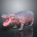 Hippo Model With Open Mouth On Dark Background And Reflection
