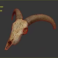 Sheep Skull With Curved Horns On Dark Background Showing Reflection 3d model