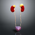 3D Rendering of Human Urinary Organs Kidneys Ureters and Bladder Anatomy Structure