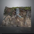 Natural Forest Floor Scene With Tree Stump Exposed Roots Soil And Vegetation