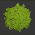 Green Tree Shaped Plant With Lush Foliage On Gray Background And Reflection
