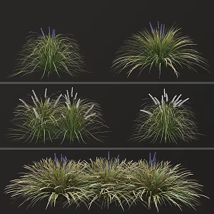 dwarf lily grass flowers 3d model