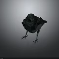 Crow With Teal Iridescent Shiny Feathers Standing On Dark Background 3d model