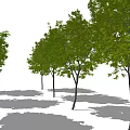 Multiple Green Arbor Trees With Slender Trunks And Lush Leaves Arranged In Different Heights