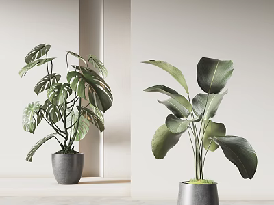 Modern Indoor Green Potted Plants With Monstera And Large Leaves In Gray Pots 3d model