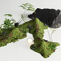 Plant Combination with Moss Covered Terrain Ferns Rocks and Small Plants