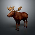 Majestic Moose With Large Antlers And Thick Brown Fur Standing On Gray Background