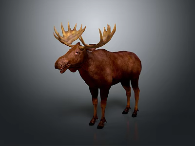 Majestic Moose With Large Antlers And Thick Brown Fur Standing On Gray Background 3d model