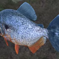 Piranha Aquatic Animal With Sharp Teeth Dark Blue Orange Body And Fierce Appearance