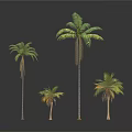Four Palm Arbor Trees With Different Sizes And Green Foliage