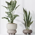 Modern Garden Decor With Various Green Plants In Different Planters And Arrangements
