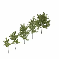 Garden Elements Featuring Various Tree Growth Stages Lush Green Foliage and Height Comparison 3d model