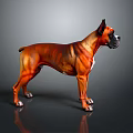 Brown And Black Brindle Boxer Dog Standing On Smooth Gray Background With Reflective Surface