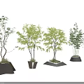 Unique Tree Planters with Various Tree Species and Distinctive Design Shapes 3d model