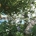 Lush Green Bush With Lemons White Flowers Purple Blooms Near Lake And Rocks