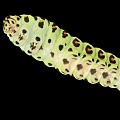 Green Caterpillar With Black Stripes And Orange Spots In Macro Close Up