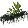 Lush Hanging Basket Plants With Long Grass Like And Broad Green Leaves