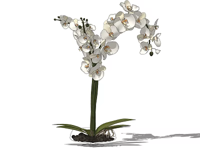 Bonsai Orchid Potted Plant With White Flowers Curved Stem And Green Leaves 3d model