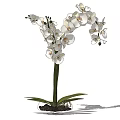 Bonsai Orchid Potted Plant With White Flowers Curved Stem And Green Leaves
