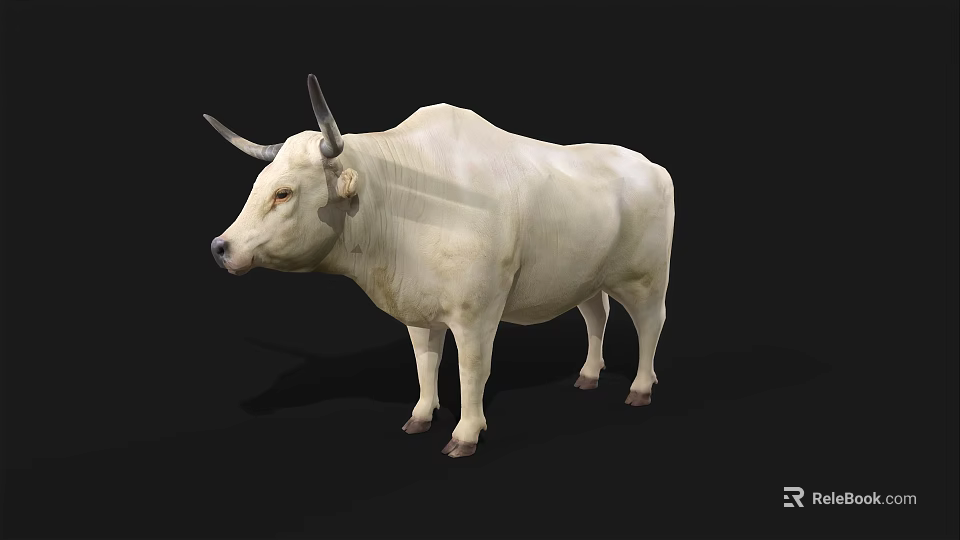 White Horned Bull Standing On Black Background With Realistic Details 3d model 