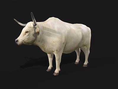 White Horned Bull Standing On Black Background With Realistic Details 3d model