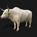 White Horned Bull Standing On Black Background With Realistic Details