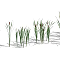Various Aquatic Plants With Tall Green Leaves And Red Spiked Tops