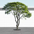 Arbor Tree With Green Foliage Slender Trunk Against Light Wall On Paved Ground