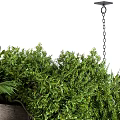 Wooden Hanging Basket With Lush Green Plants And Trailing Foliage Suspended By Chains