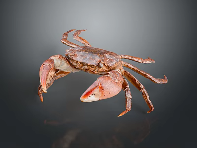 Brown Crab With Large Claws On Dark Reflective Background 3d model