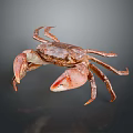 Brown Crab With Large Claws On Dark Reflective Background