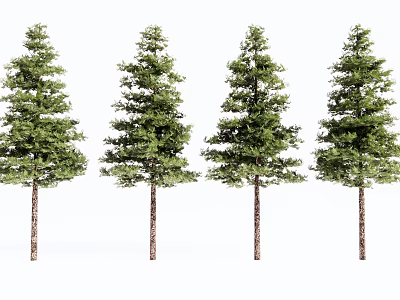 Four Green Arbor Trees With Straight Trunks And Lush Foliage 3d model