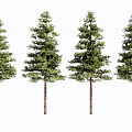Four Green Arbor Trees With Straight Trunks And Lush Foliage