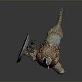 Taxidermy Pheasant Mounted on Wall with Circular Base Against Grey Background and Vibrant Feathers