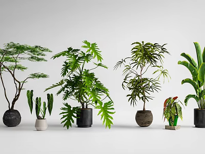 Various Green Potted Plants With Different Leaf Shapes And Decorative Pots 3d model