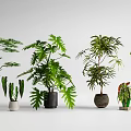 Various Green Potted Plants With Different Leaf Shapes And Decorative Pots