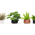 Potted Plants With Green Leafy Ferns Ornamental Grasses In Woven Ceramic And Black Pots