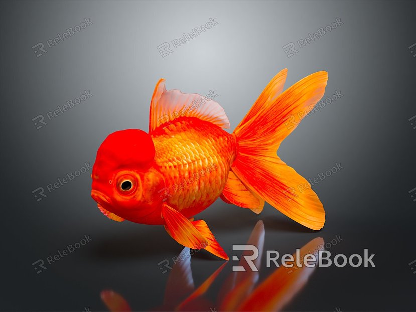 Cold Water Fish Goldfish Gold Grass Gold Cold Water Parrot Koi Double Tailed Gold Red Hat Lanshou Longjing model