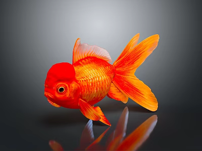 Bright Red Goldfish With Orange Tail Fins And Reflection On Gray Background 3d model
